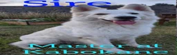 White Swiss Shepherd dogs for sale: Stunning KC reg long-coated White Swiss Shepherd - Advert 10