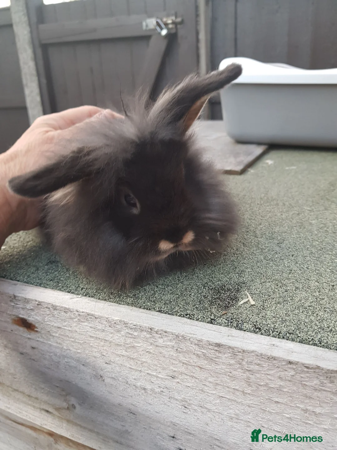Lionhead rabbits for sale: Lionhead x mini lop  - Advert 2