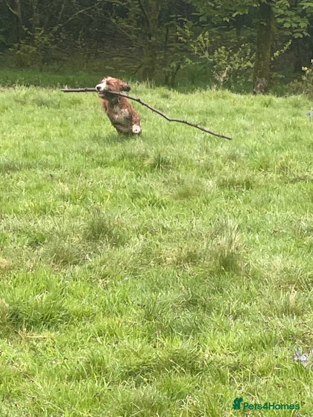 Goldendoodle dogs for stud: Australian Double Doodle Stud PROVEN  in Bolton - Advert 8