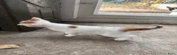 Mixed Breed cats for sale: Litter of 3 beautiful, lively and loving kittens - Advert 6