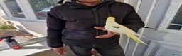 Cockatiels birds for sale: Super hand tamed cockatiel for sale  - Advert 11