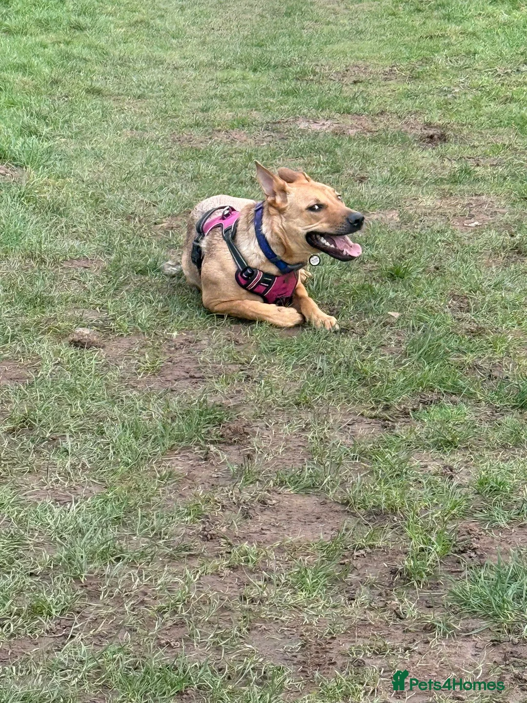 Mixed Breed dogs for sale: beautiful girl German shepherd X in Wolverhampton - Advert 6