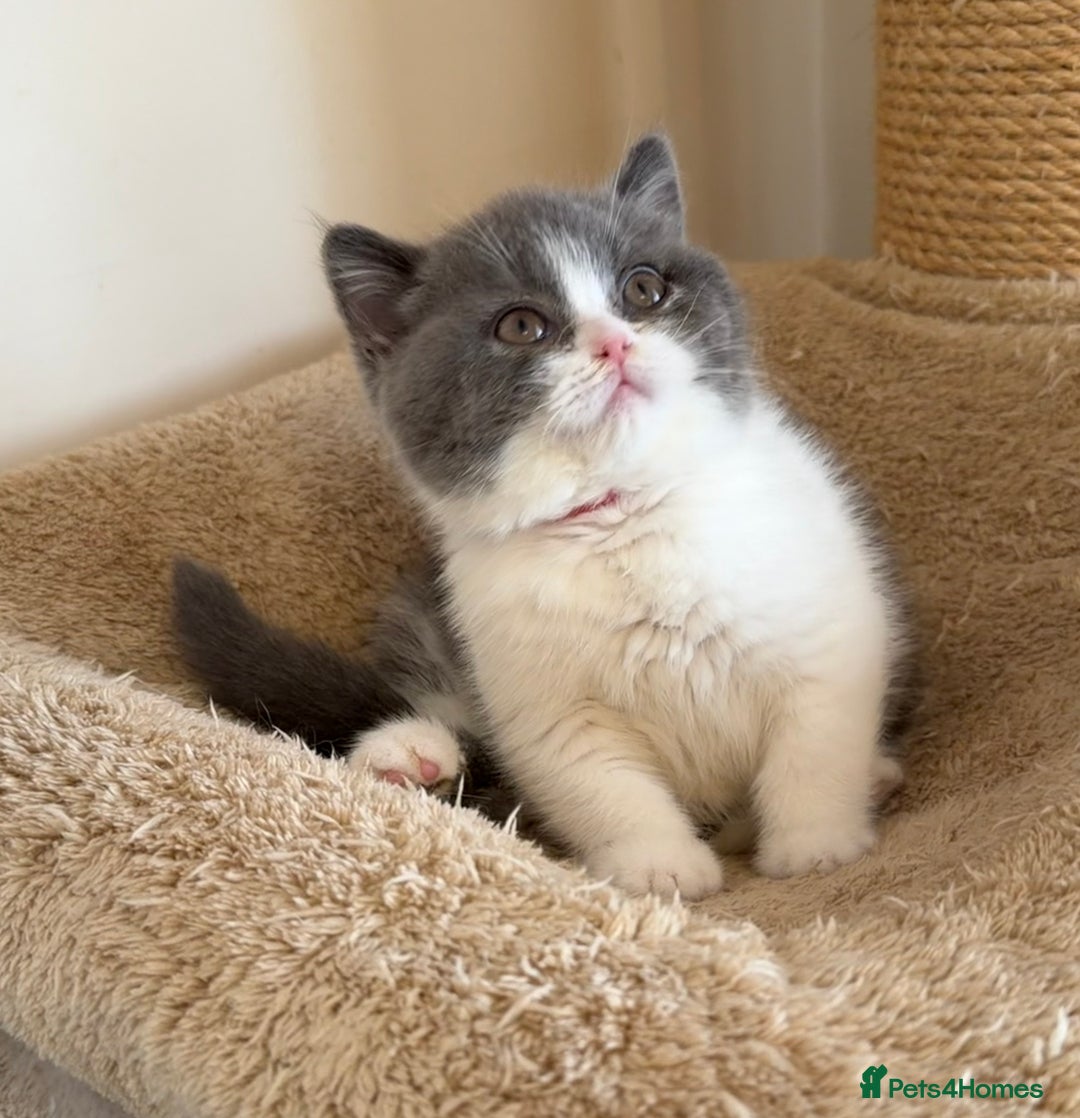 British Shorthair cats for sale: British Shorthair kittens  - Advert 20