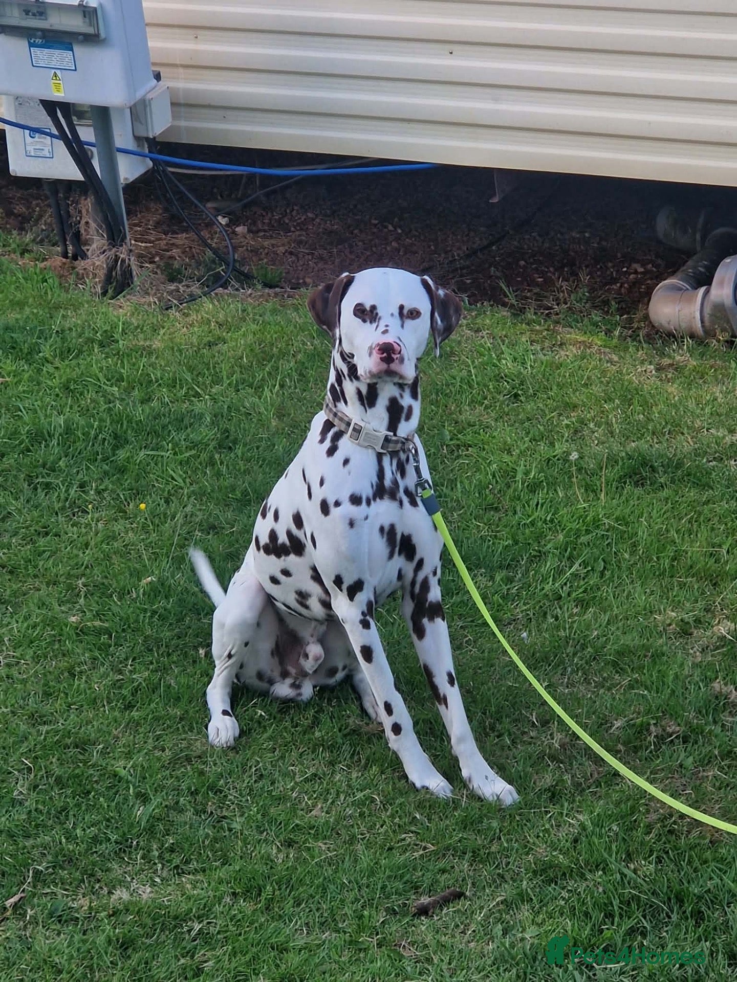 Dalmatian dogs Outstanding Liver & White Male Dalmatian  - Advert 3
