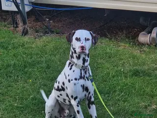 Dalmatian dogs Outstanding Liver & White Male Dalmatian - Advert 3
