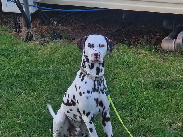 Dalmatian dogs for stud: Outstanding Liver & White Male Dalmatian - Advert 3