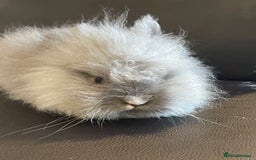 Lionhead rabbits for sale: Cute fluffy lionhead rabbits for sale!!! - Image 1