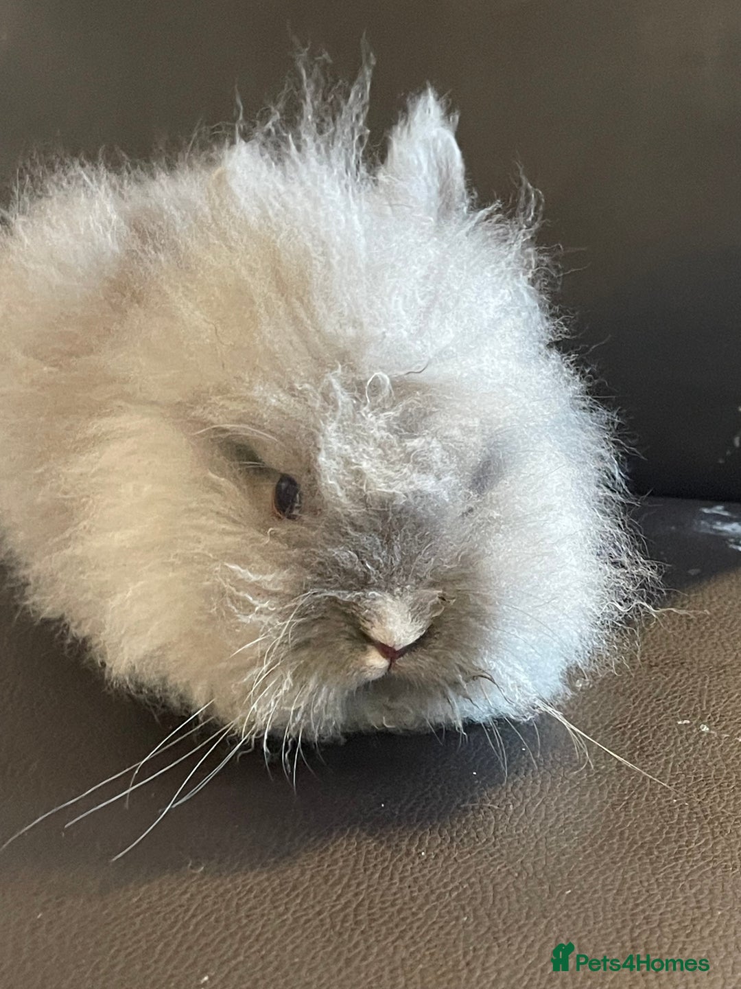 Lionhead rabbits for sale: Cute fluffy lionhead rabbits for sale!!! - Image 1