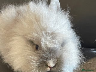 Lionhead rabbits - Advert 23