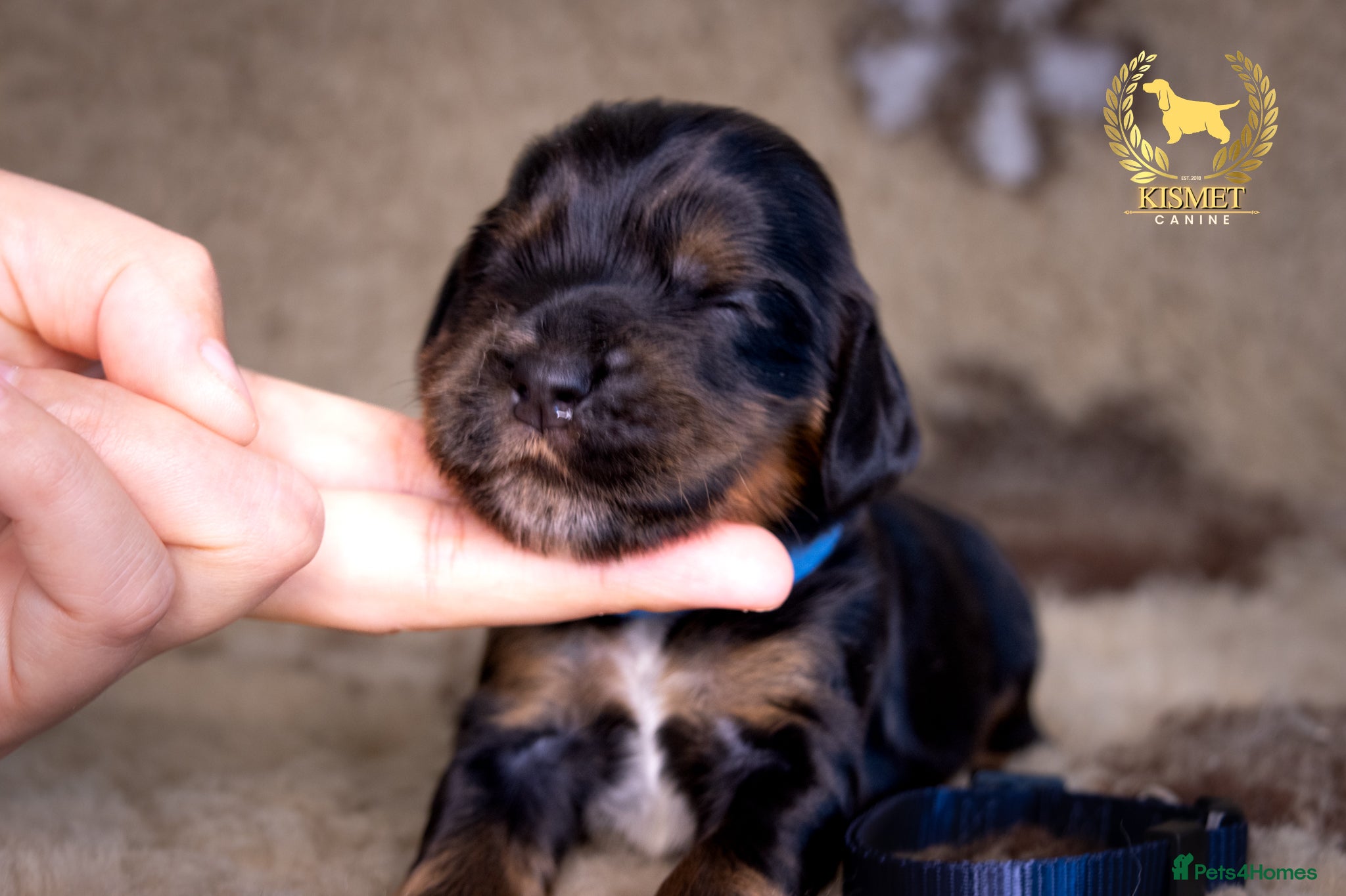 Cocker Spaniel dogs TRUE TO TYPE SHOW COCKER SPANIELS - Advert 1