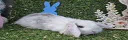 Mini Lop rabbits for sale: Mini lop babies for sale - Advert 14