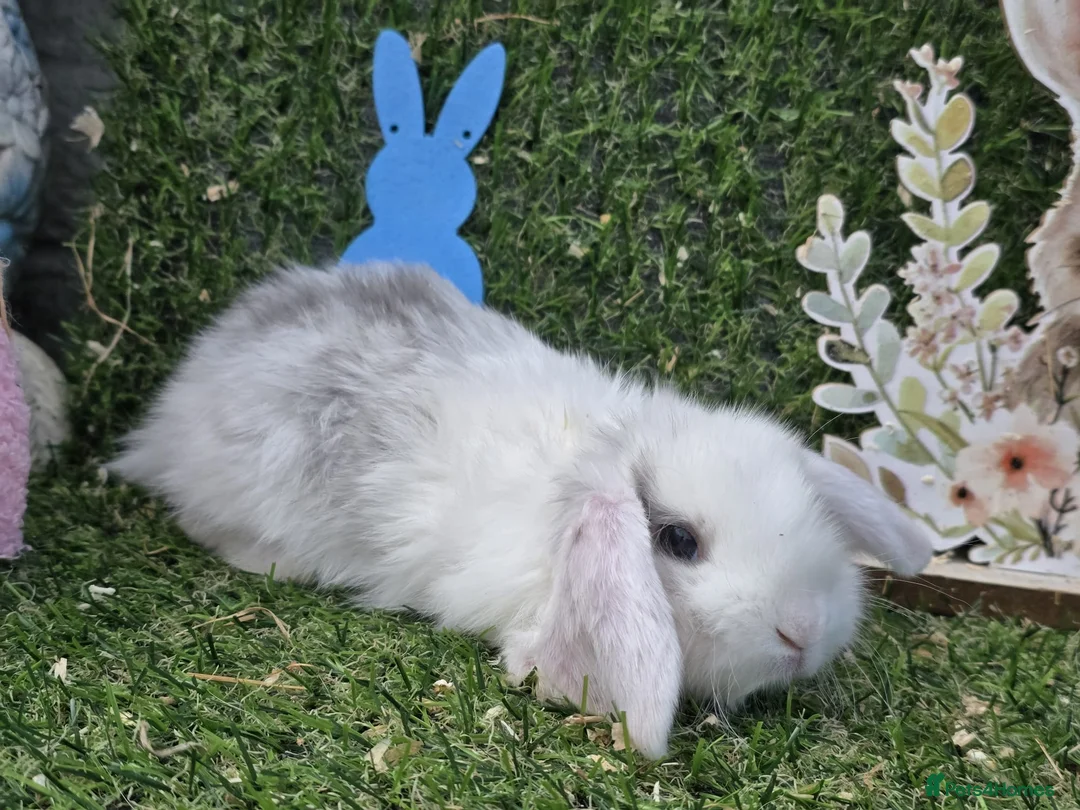 Mini Lop rabbits for sale: Mini lop babies for sale - Advert 14