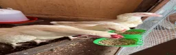 Chickens poultry for sale: Top Quality Pure White Pakistani Aseels - Advert 5
