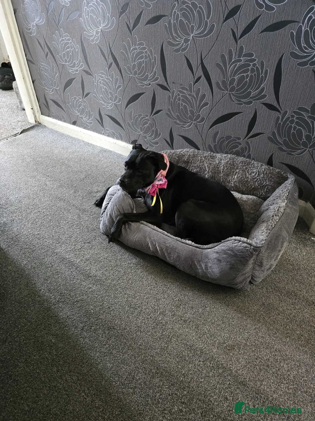 Mixed Breed dogs for sale: Dog to good home. - Advert 9