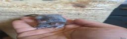 Mouse rodents for sale: Fancy mice females various colours £12.50 - Advert 2