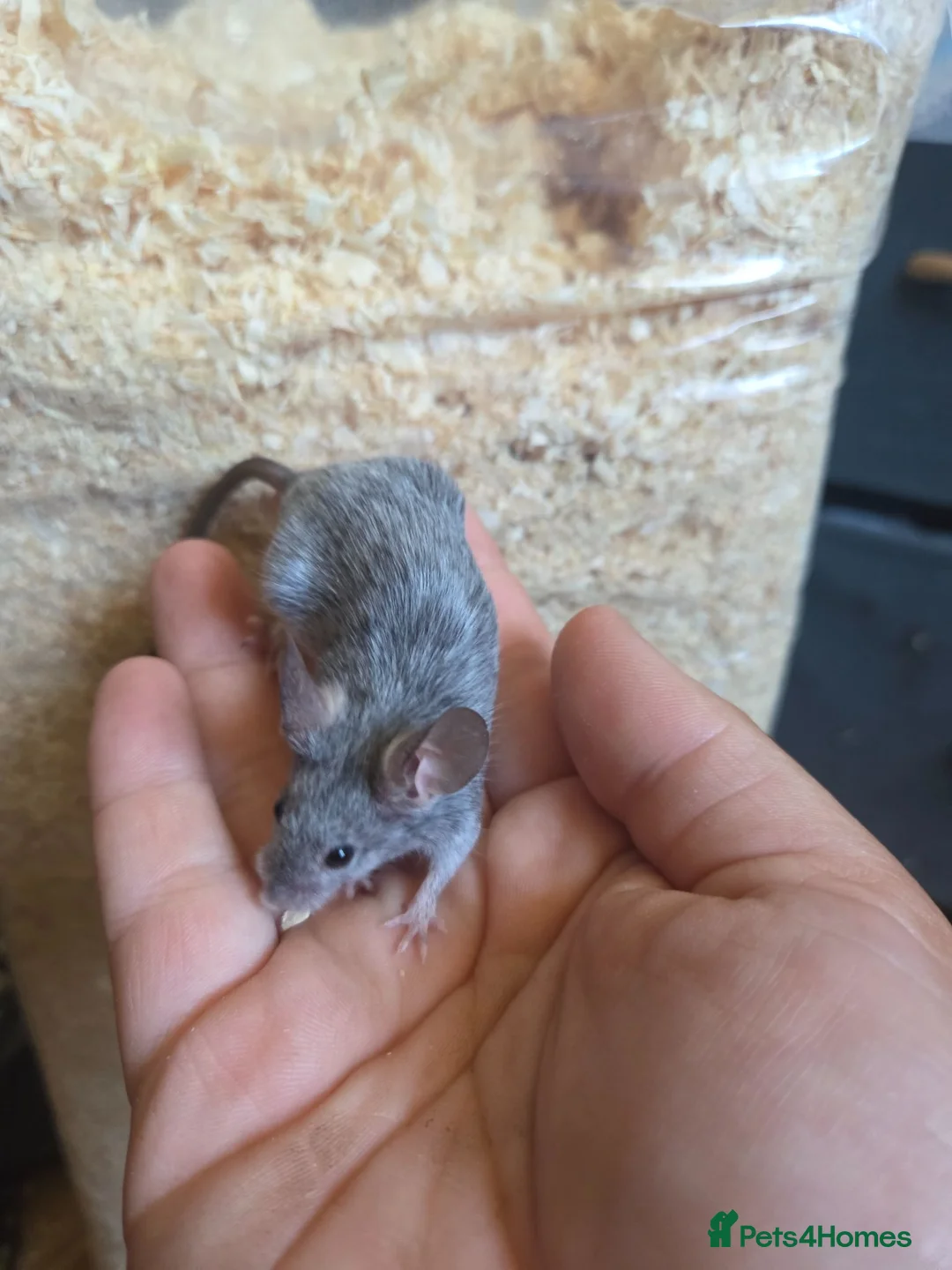 Mouse rodents for sale: Fancy mice females various colours £12.50 - Advert 2