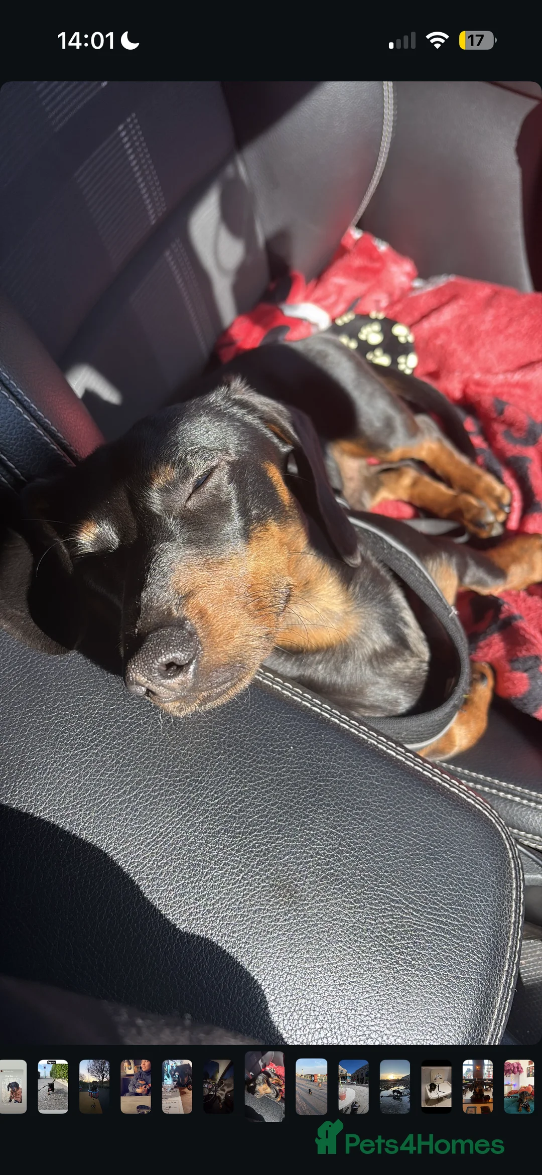 Dachshund dogs for sale: NOT FOR SALE. CO-OWN ONLY (REJII) - Advert 2