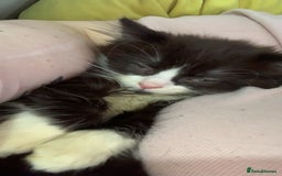 Brazilian Shorthair cats for sale:  14 week 5 day boy  - Image 7