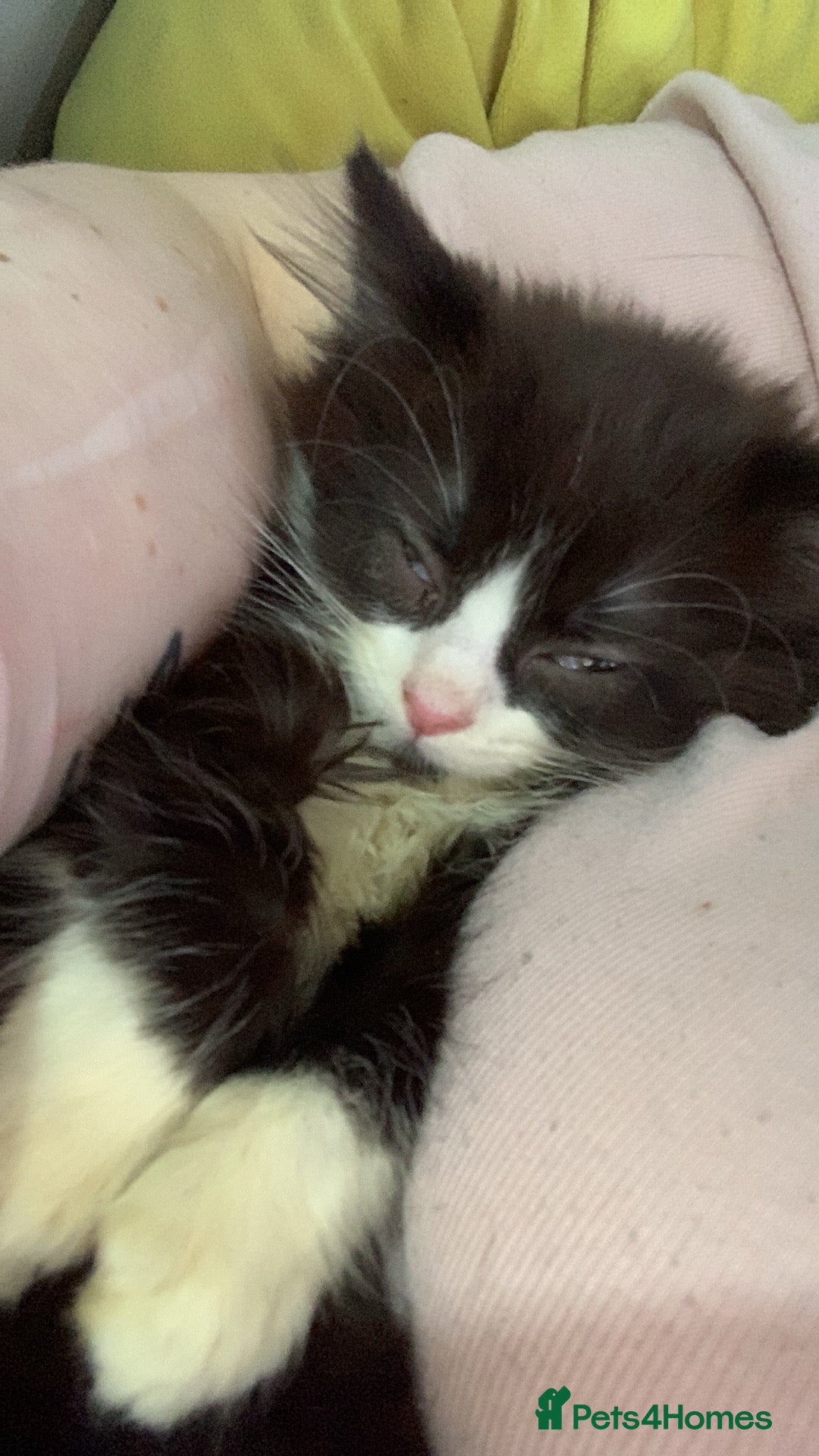 Brazilian Shorthair cats for sale:  14 week 5 day boy  - Image 7
