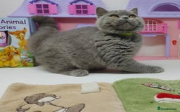 British Shorthair cats for sale: Blue British Shorthair Kittens - Advert 14