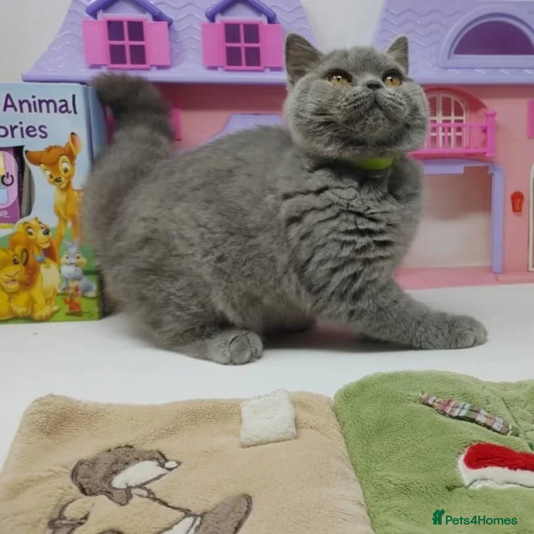 British Shorthair cats for sale: Blue British Shorthair Kittens - Advert 14