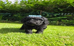 Australian Labradoodle dogs for sale: Reduced-Multigen Aussie Labradoodles curly/nonshed - Image 21