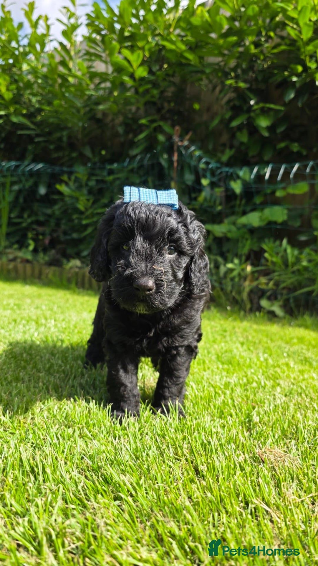 Australian Labradoodle dogs for sale: Reduced-Multigen Aussie Labradoodles curly/nonshed - Image 21