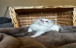 Ragdoll cats for sale: Lovely little Ragdoll bundle of joy  - Image 9