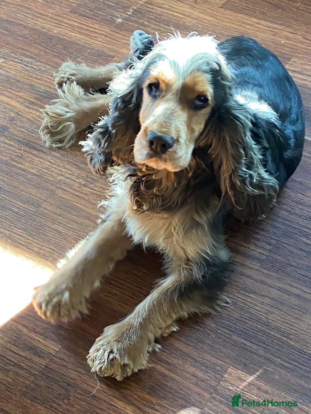 Cockapoo dogs for sale: F1 SABLE COCKAPOOS. - Image 9