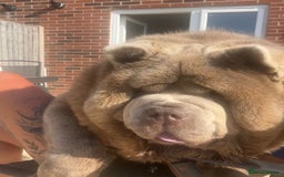 Chow Chow dogs for stud: Rare lilac smooth coat KC reg for stud  - Image 4