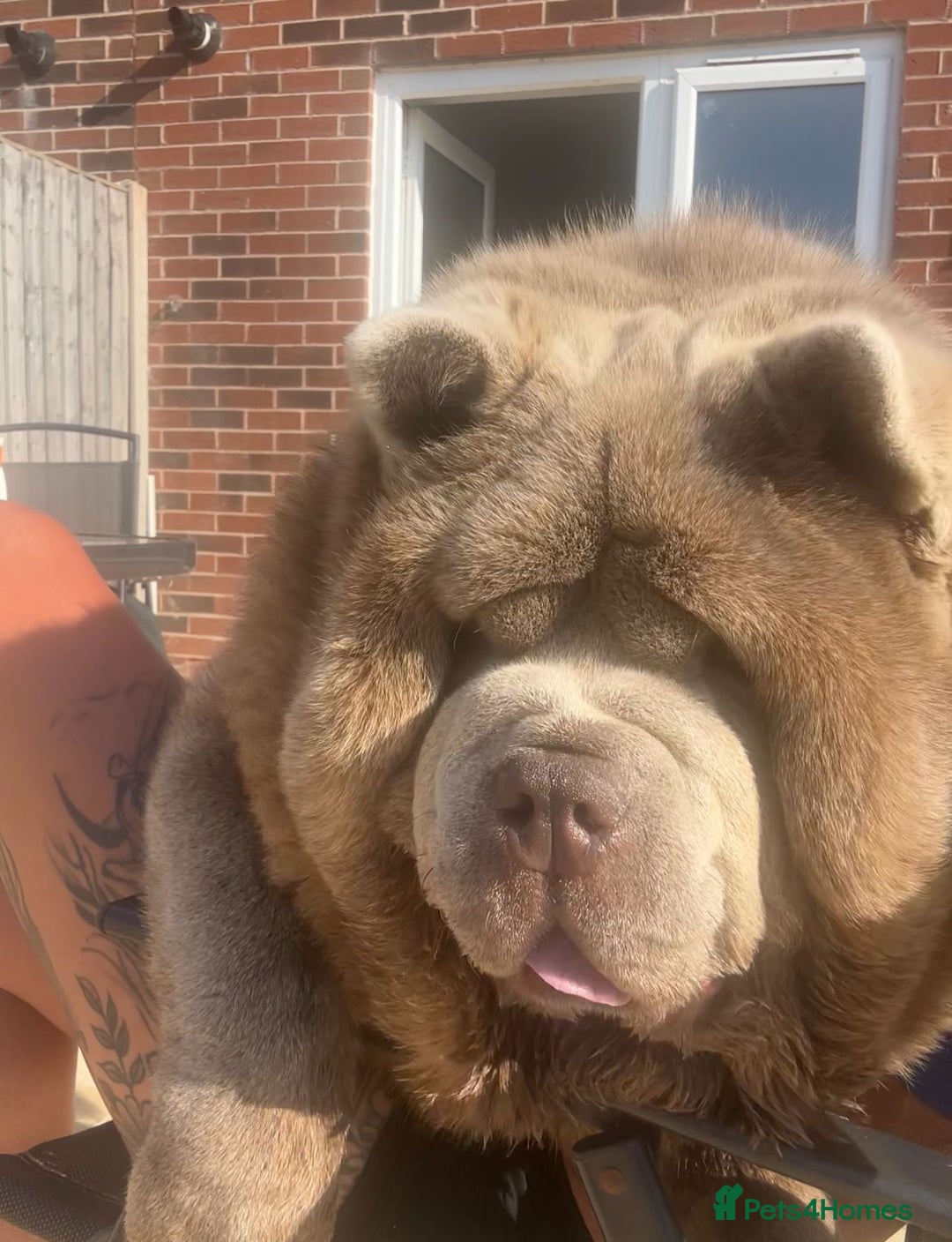 Chow Chow dogs for stud: Rare lilac smooth coat KC reg for stud  - Image 4