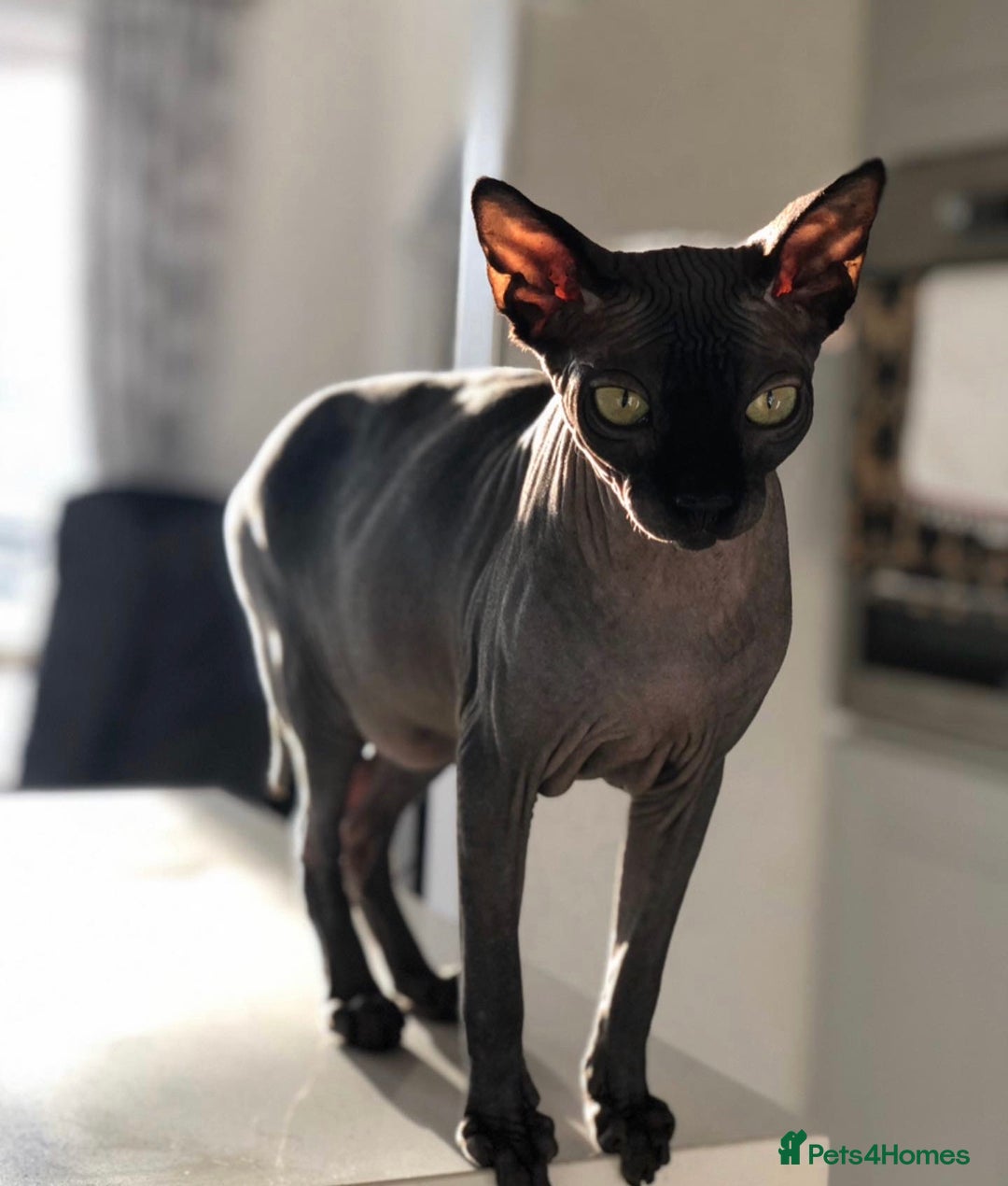 Sphynx cats for sale: Two Sphynx looking for doting home - Image 4