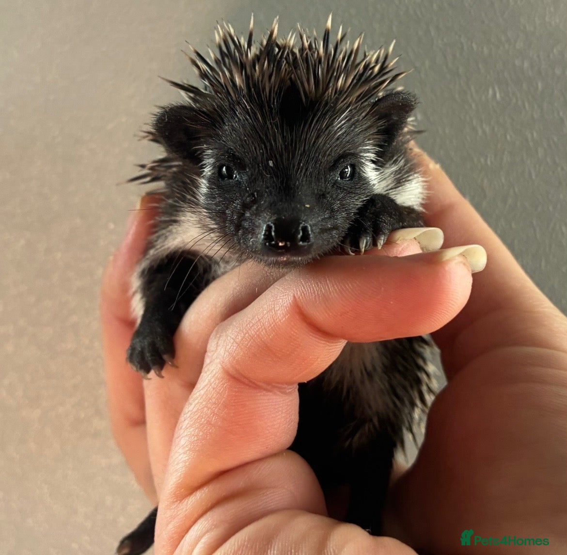 Pygmy Hedgehog rodents Gorgeous litter for Sale!  - Advert 10