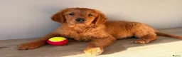 Golden Retriever dogs for sale: 9-Month-Old Male Pedigree Golden Retriever  - Advert 5