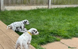 Dalmatian dogs for sale: 7 Dalmatian puppies available  - Image 21
