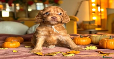 Cockapoo dogs - Advert 3