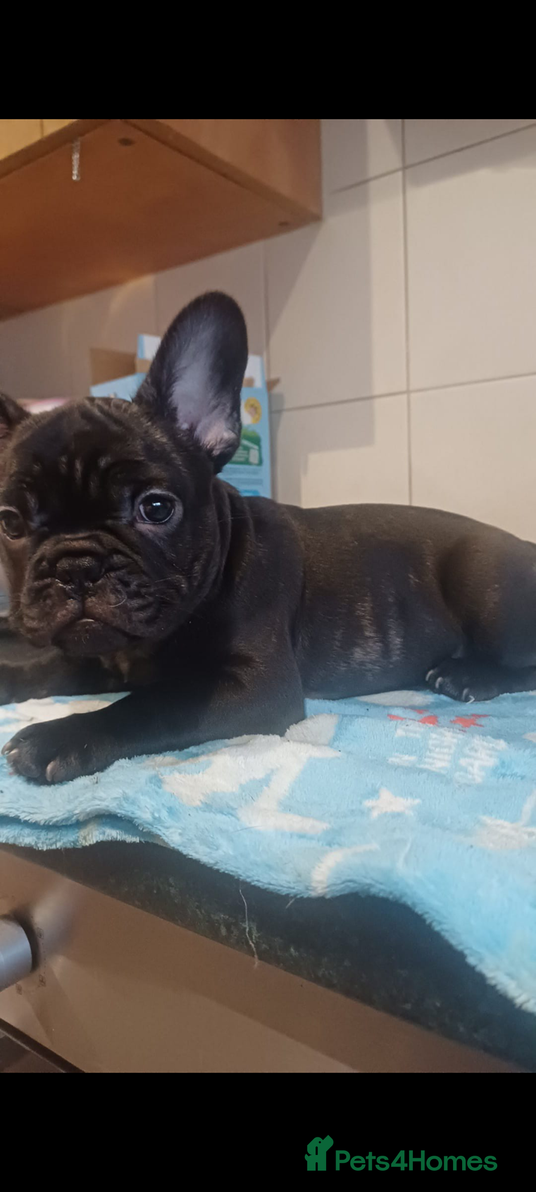 French Bulldog dogs for sale: 🔥 French bulldog 🔥 Black male - Image 2