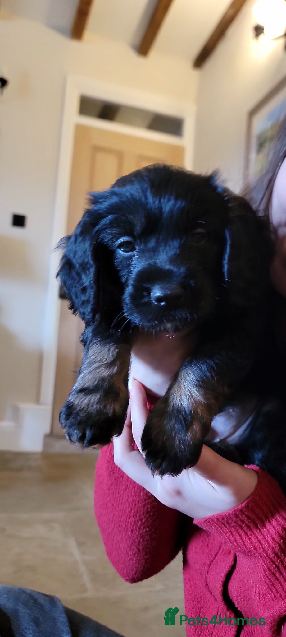 Mixed Breed dogs Cocker Spaniel X Mini Poodle X Border Terrier Pups - Advert 2