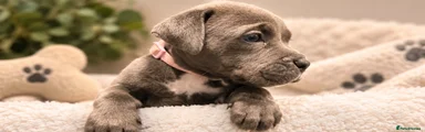 PINK COLLAR