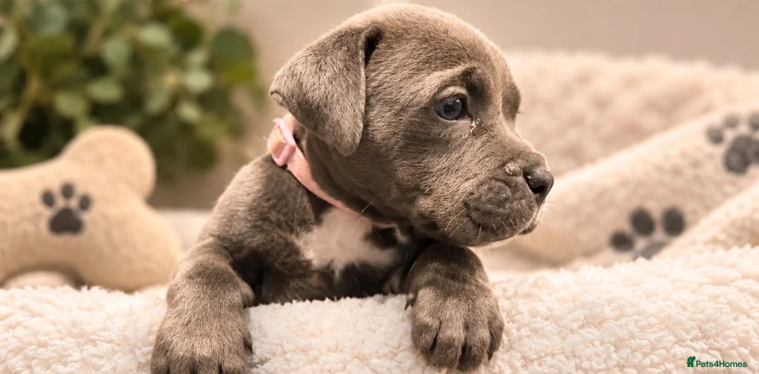 Mixed Breed dogs for sale: POCKET BULLY X CANE CORSO PUPS - Advert 9