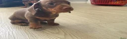 Dachshund dogs for sale: 3 beautiful Choclate and tan dachshund puppy’s  - Advert 3