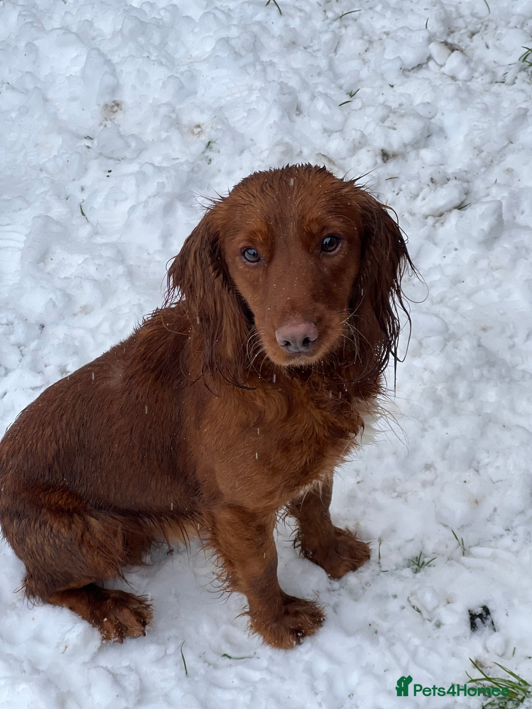 Cocker Spaniel dogs for sale: PEDIGREE WORKING COCKER SPANIEL PUPPIES  - Advert 2