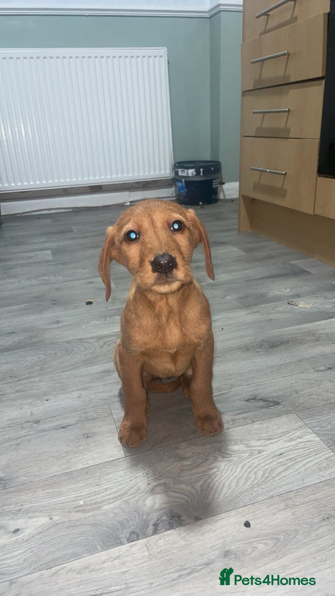 Mixed Breed dogs for sale: Hungarian Vizsla X Labrador Retriever - Advert 6