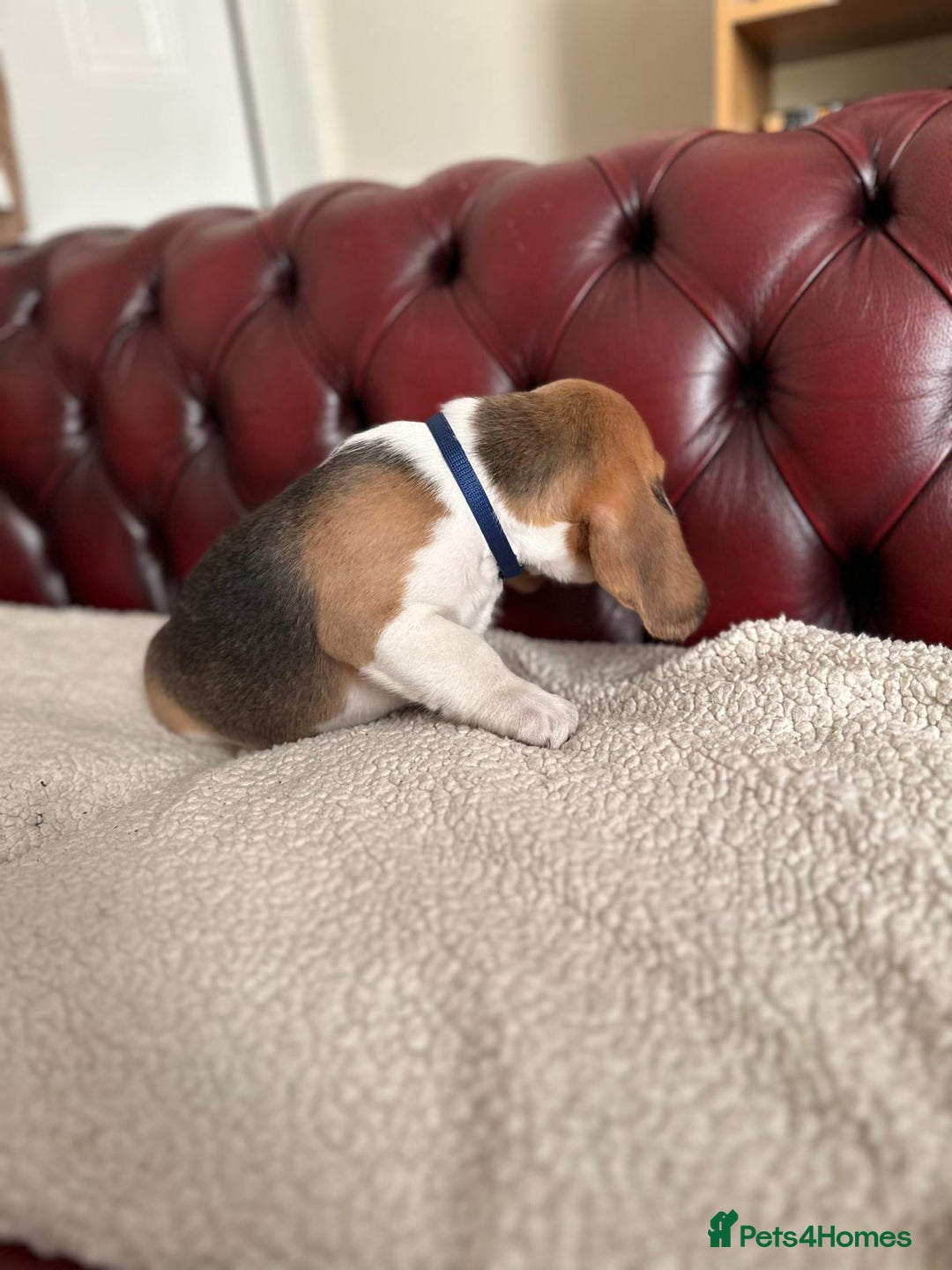 Beagle dogs for sale: Beagle Puppies - Image 22