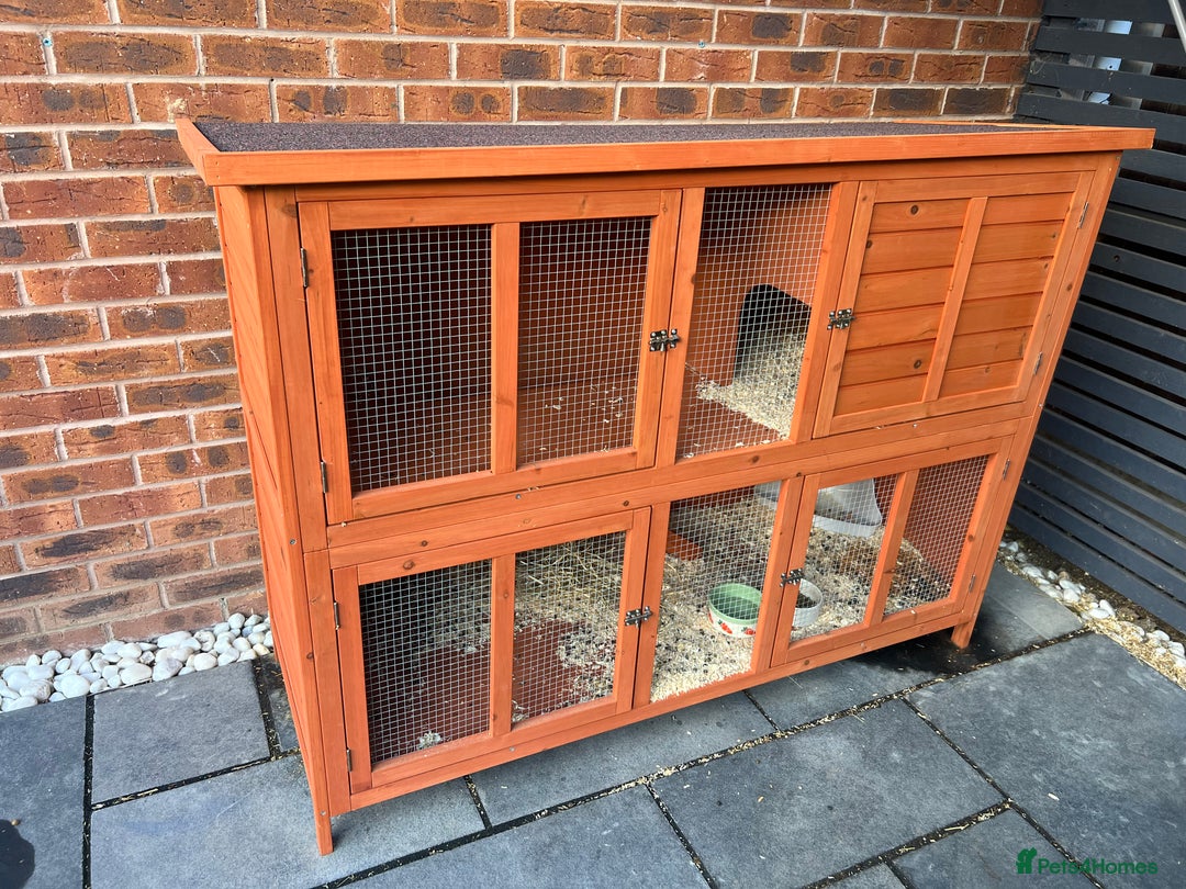 Mini Lop rabbits for sale: Mini Lop for Sale - Image 6