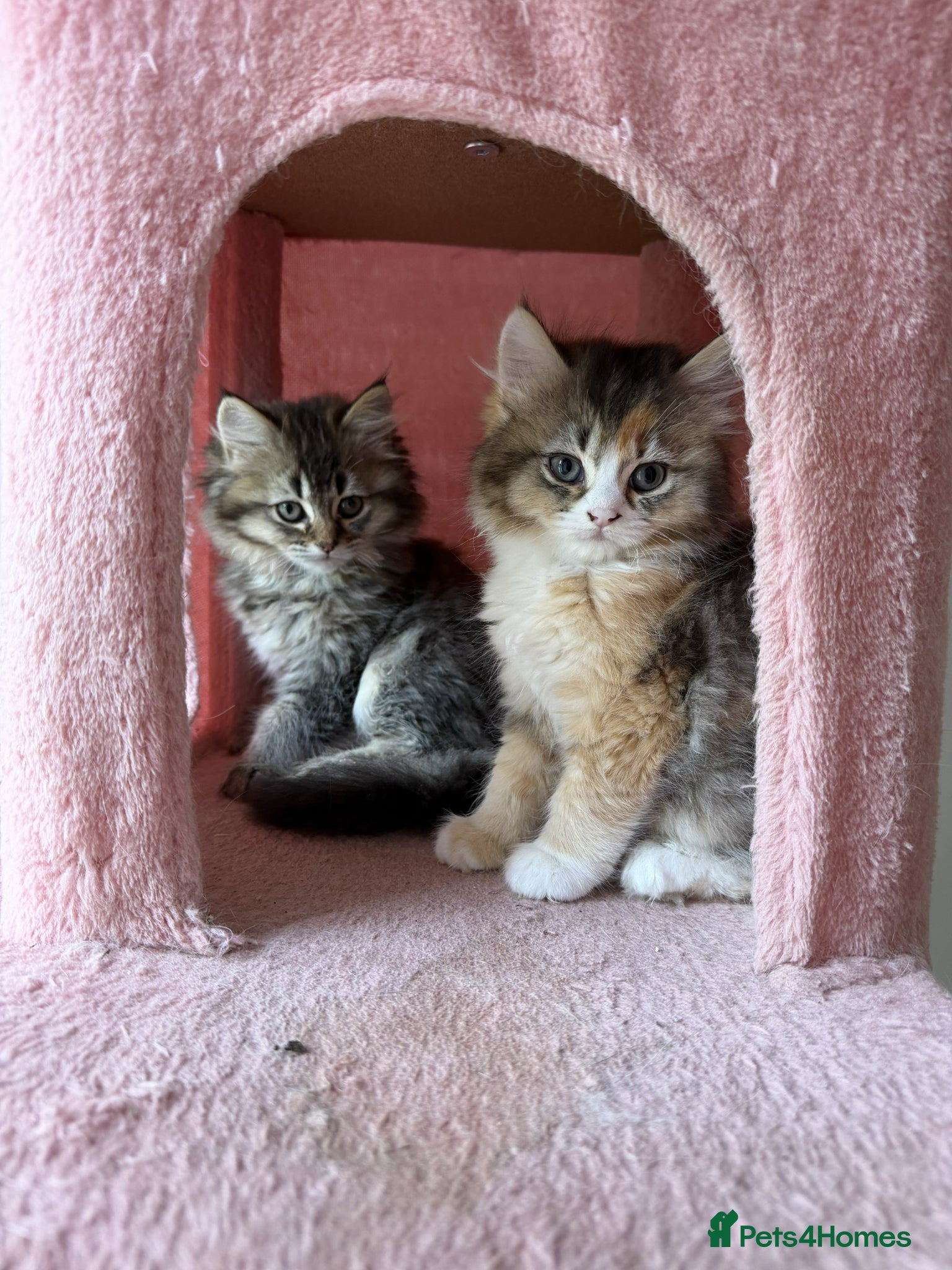 British Longhair cats for sale: adorable British longhair & shorthair Ready now - Advert 6