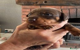 Miniature Dachshund dogs for sale: Smooth Coat Mini Dachshund - Image 5