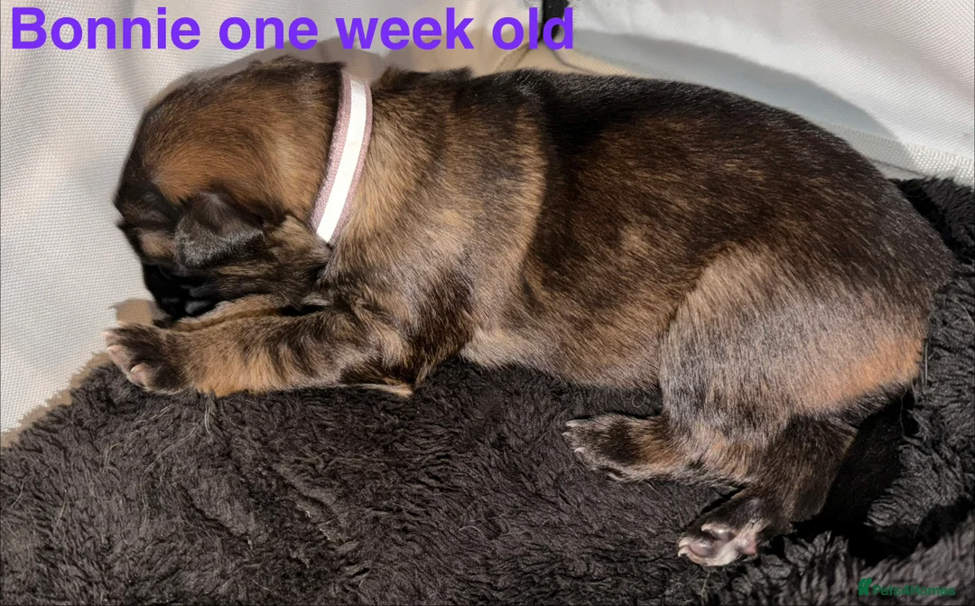 German Shepherd dogs for sale: 🐶🐶German Shepherd Puppies🐶🐶 - Advert 6