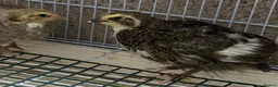 Quail poultry for sale: Japanese quails  - Advert 6