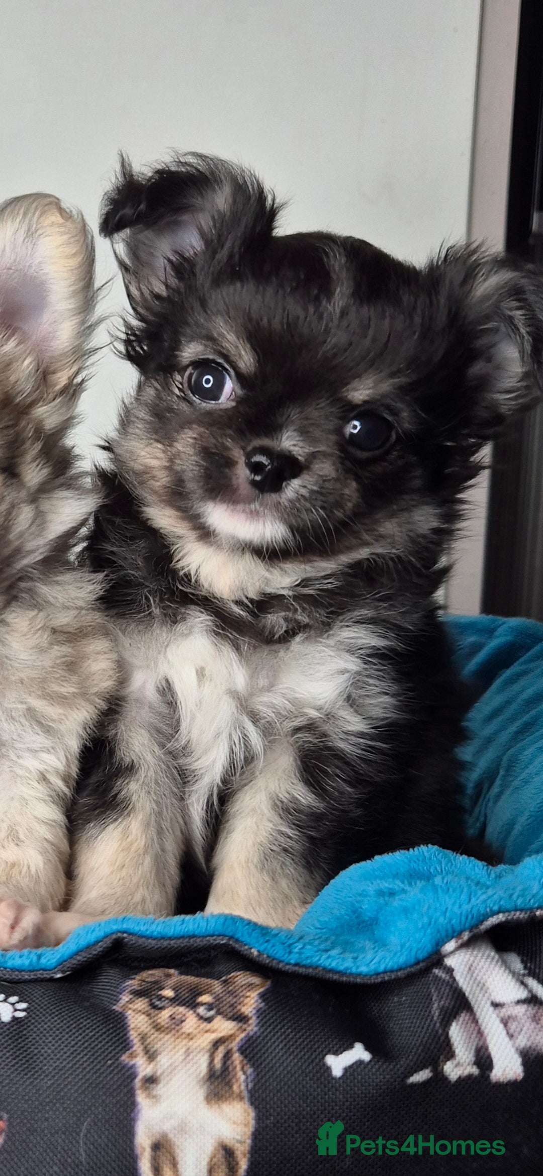 Chihuahua dogs ⚜️KC registered tiny Chihuahua puppies  - Advert 11